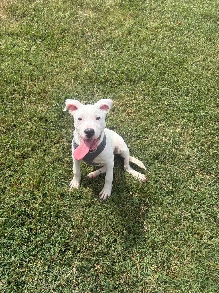 A baby medium-sized male Mixed Breed dog named Chicco for adoption in Gallatin, TN