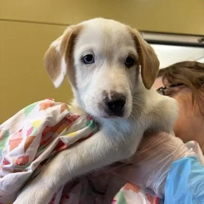 An adult small-sized male Australian Cattle Dog / Blue Heeler dog named Coconut for adoption in Merriam, KS