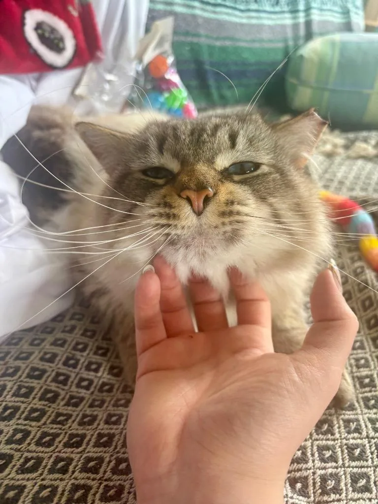 Winifred thumbnail 4