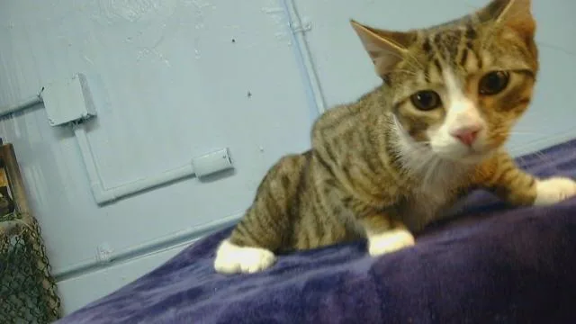 A young small-sized male Domestic Short Hair cat named Mambo for adoption in Gardena, CA