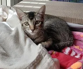 Pepper