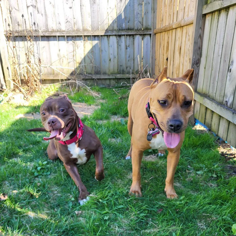A young medium-sized female Brown / Chocolate American Bully dog named Babs for adoption in Schenectady, NY