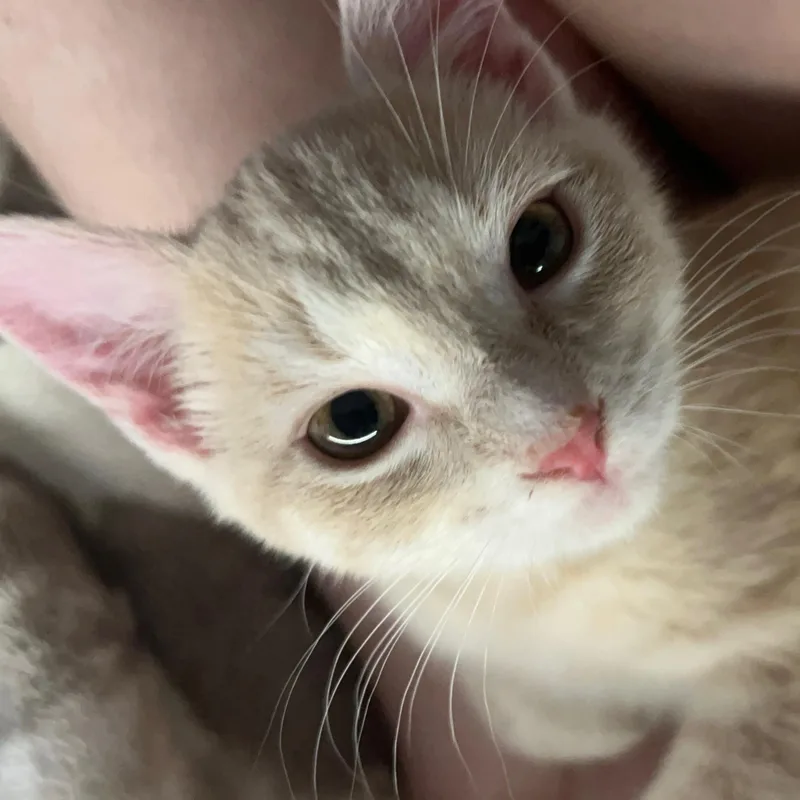 A baby small-sized male Orange & White Domestic Short Hair cat named Braxton for adoption in Fairfax Station, VA