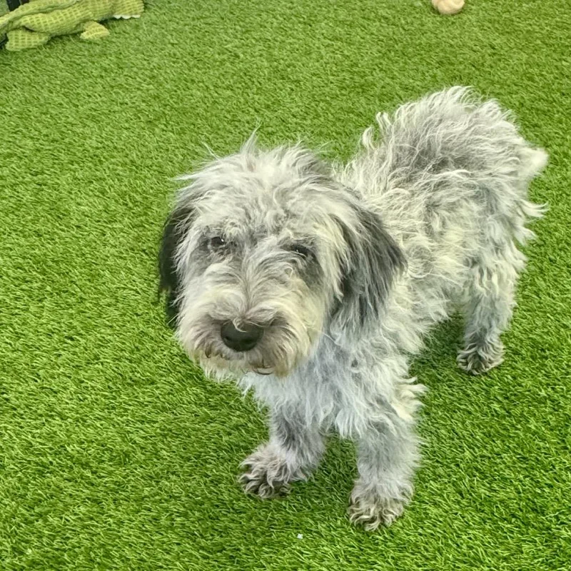 A baby medium-sized male White / Cream Poodle dog named Walker for adoption in Huntsville, AL