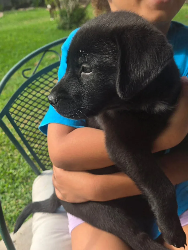 A baby medium-sized male Black Labrador Retriever dog named Mick for adoption in Yonkers, NY