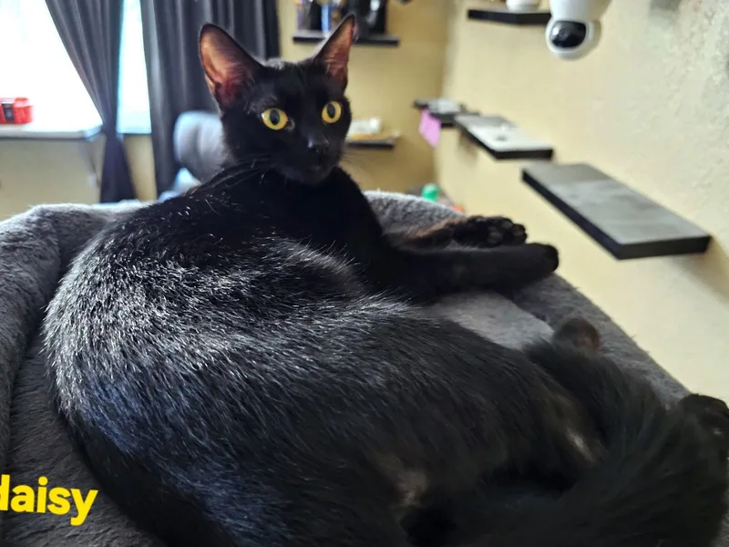 A young medium-sized female Domestic Short Hair cat named Daisy for adoption in St. Cloud, FL