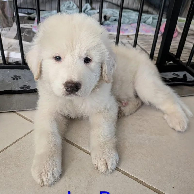 A baby large-sized male White / Cream Great Pyrenees dog named Ice Bear KB for adoption in Austin, TX