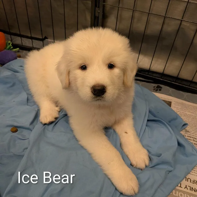 Ice Bear KB thumbnail 2