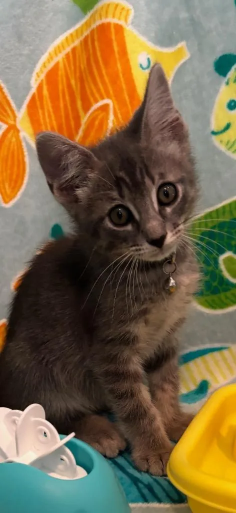 A baby medium-sized male Tabby cat named Ash for adoption in San Antonio, TX