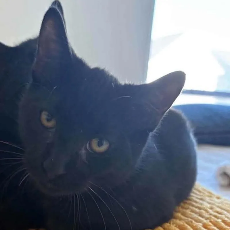 A baby small-sized male Black Domestic Short Hair cat named Twinkie for adoption in Winchester, VA