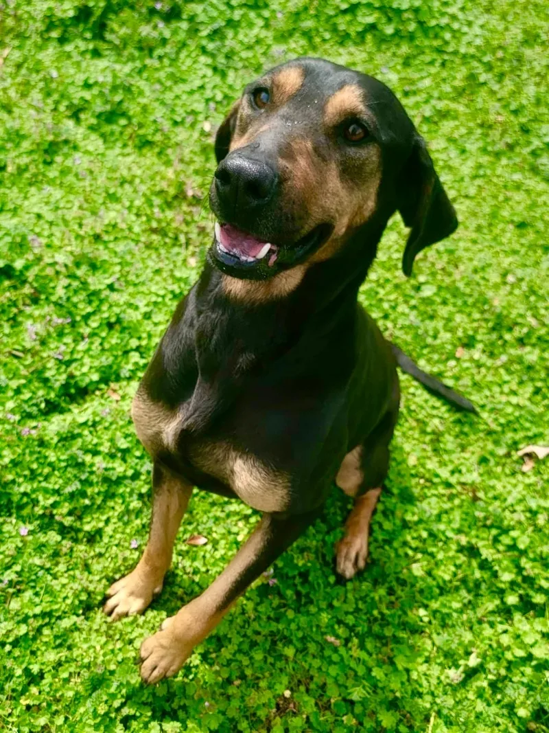 A young large-sized female Bicolor Black and Tan Coonhound dog named Gracie for adoption in Flower Mound, TX