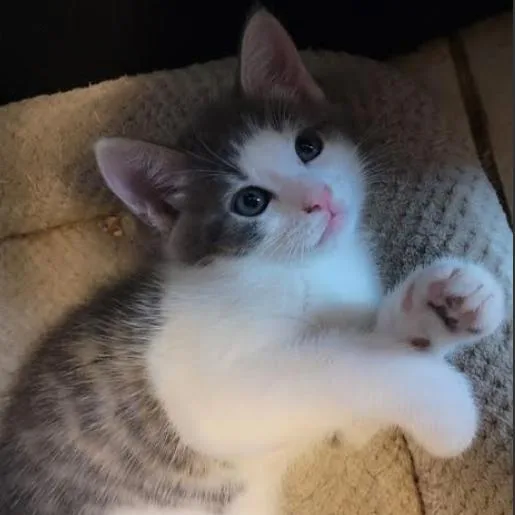 A baby medium-sized male Brown / Chocolate Domestic Short Hair cat named Theo for adoption in Los Angeles, CA