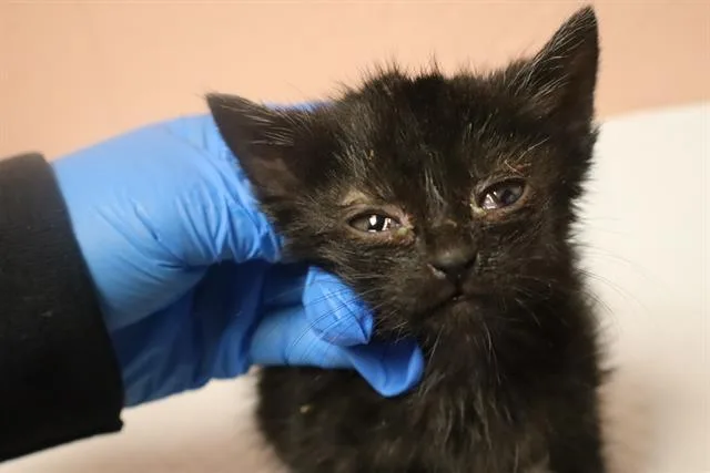 A baby small-sized female Domestic Short Hair cat named Hollis for adoption in Columbia, SC