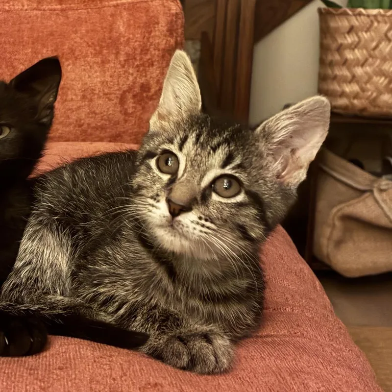 A baby small-sized female Brown / Chocolate Domestic Short Hair cat named Bitty for adoption in Bristol, IN