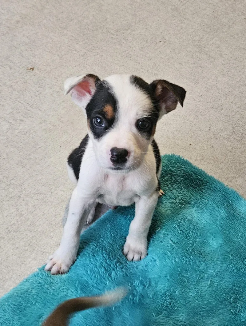 A baby large-sized male Australian Cattle Dog / Blue Heeler dog named Kolsch for adoption in Newport, KY