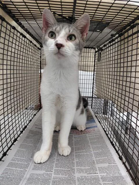 A young medium-sized male Domestic Short Hair cat named Nimbus for adoption in Fort Lauderdale, FL