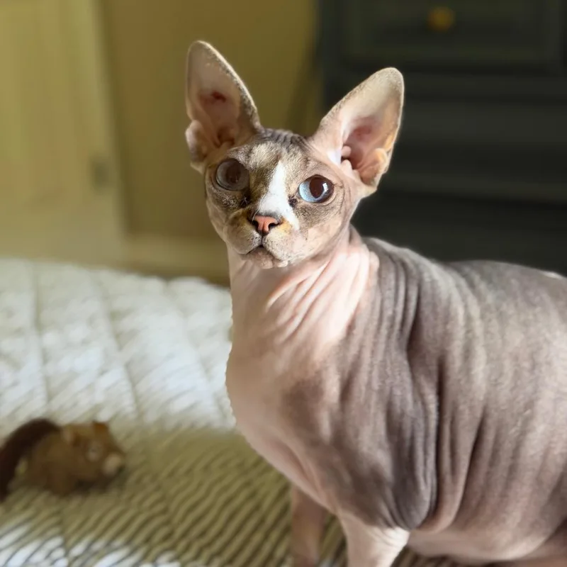 An adult large-sized female Gray / Blue / Silver Sphynx / Hairless Cat cat named Scarlett No Haira for adoption in Brownsboro, AL