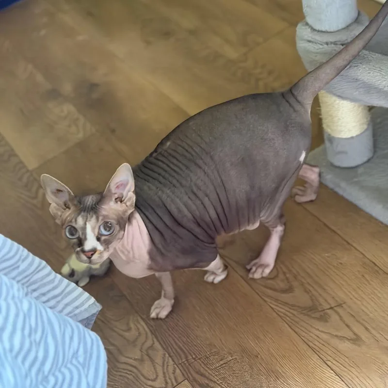 Scarlett No Haira thumbnail 3