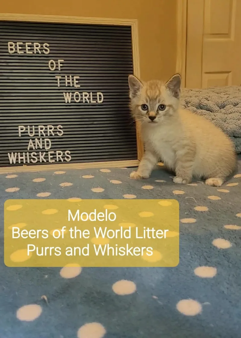 A baby medium-sized male Tabby (Tiger Striped) Domestic Short Hair cat named Modelo for adoption in New Hartford, NY