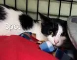 An adult medium-sized female Black Domestic Short Hair cat named Spot for adoption in Moline, IL