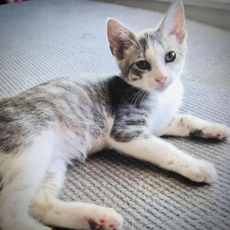 A baby small-sized male Gray / Blue / Silver Domestic Short Hair cat named Earl And Spec's for adoption in Fort Worth, TX