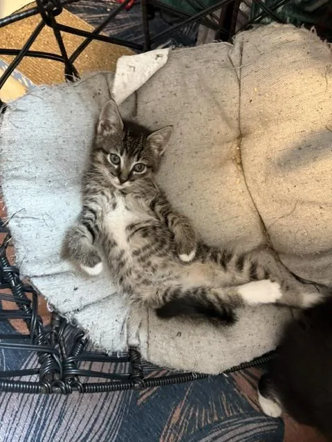 A baby medium-sized female Tabby (Gray / Blue / Silver) Domestic Short Hair cat named Ketchikan for adoption in Olympia, WA