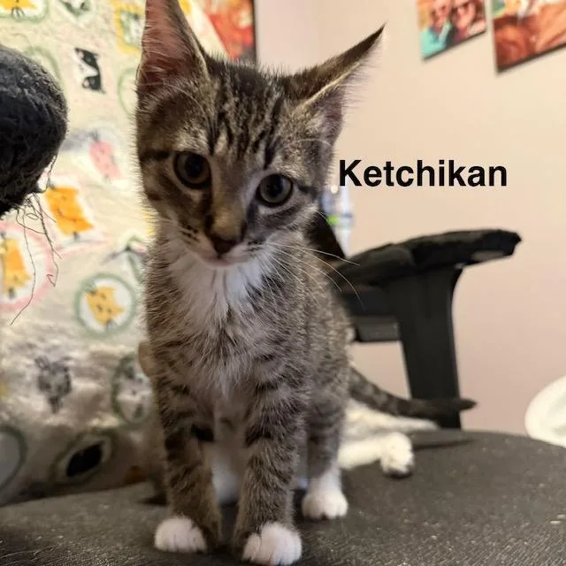 Ketchikan thumbnail 2