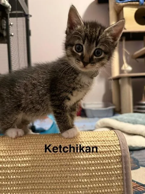 Ketchikan thumbnail 3