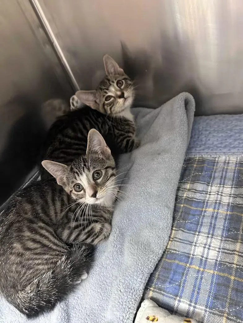 A baby medium-sized male Tabby (Brown / Chocolate) Domestic Short Hair cat named Buzz for adoption in Greensboro, NC