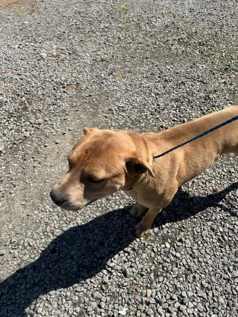 Grasshopper thumbnail 2