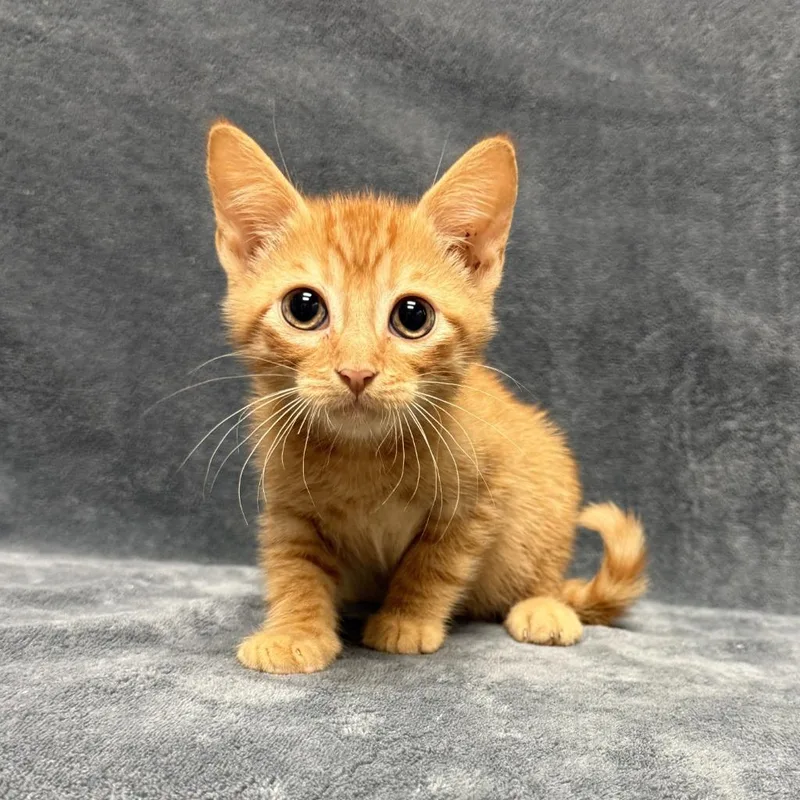 A baby medium-sized male Domestic Short Hair cat named Hermano for adoption in Brenham, TX