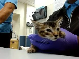 A baby small-sized male Domestic Short Hair cat named Tony for adoption in Miami, FL