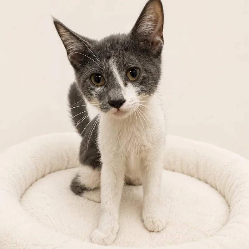 A baby small-sized female Gray / Blue / Silver Domestic Short Hair cat named Greta for adoption in Redwood Falls, MN