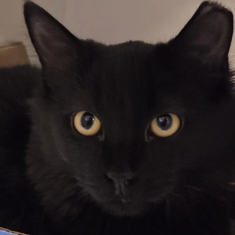 A baby medium-sized female Domestic Medium Hair cat named Otto for adoption in Voorhees, NJ