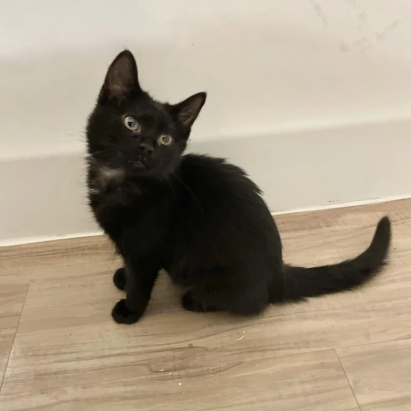 A baby medium-sized male Black Domestic Short Hair cat named Regalo for adoption in Richmond, VA