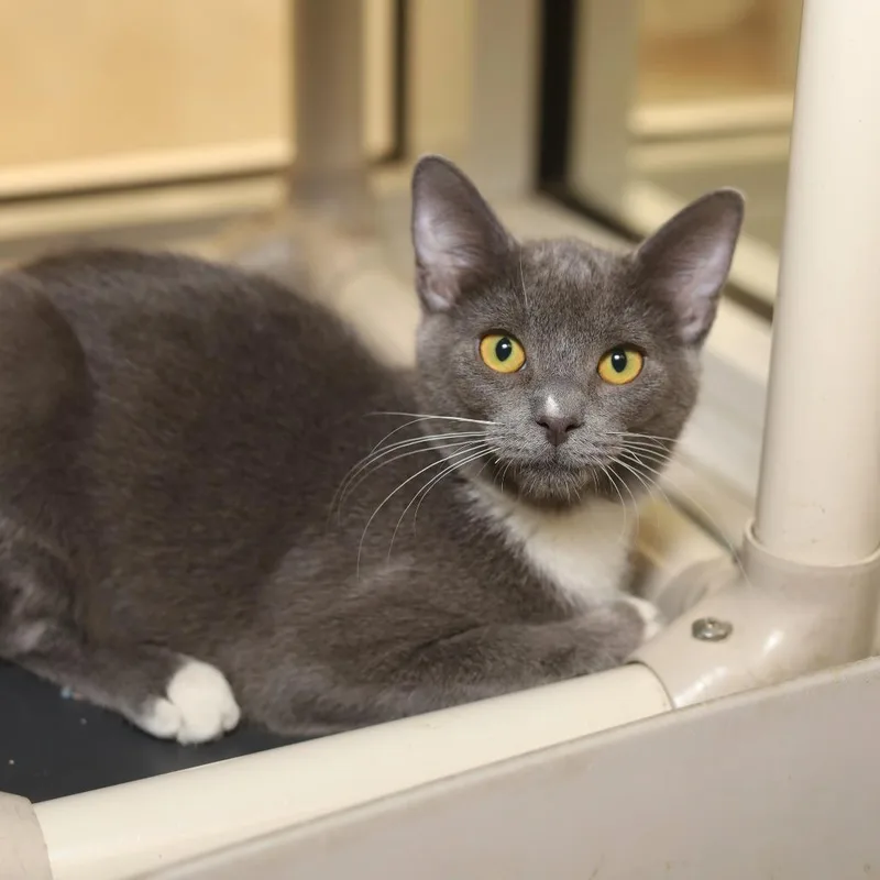 A baby small-sized male Gray / Blue / Silver Domestic Short Hair cat named Jax for adoption in Evansville, IN