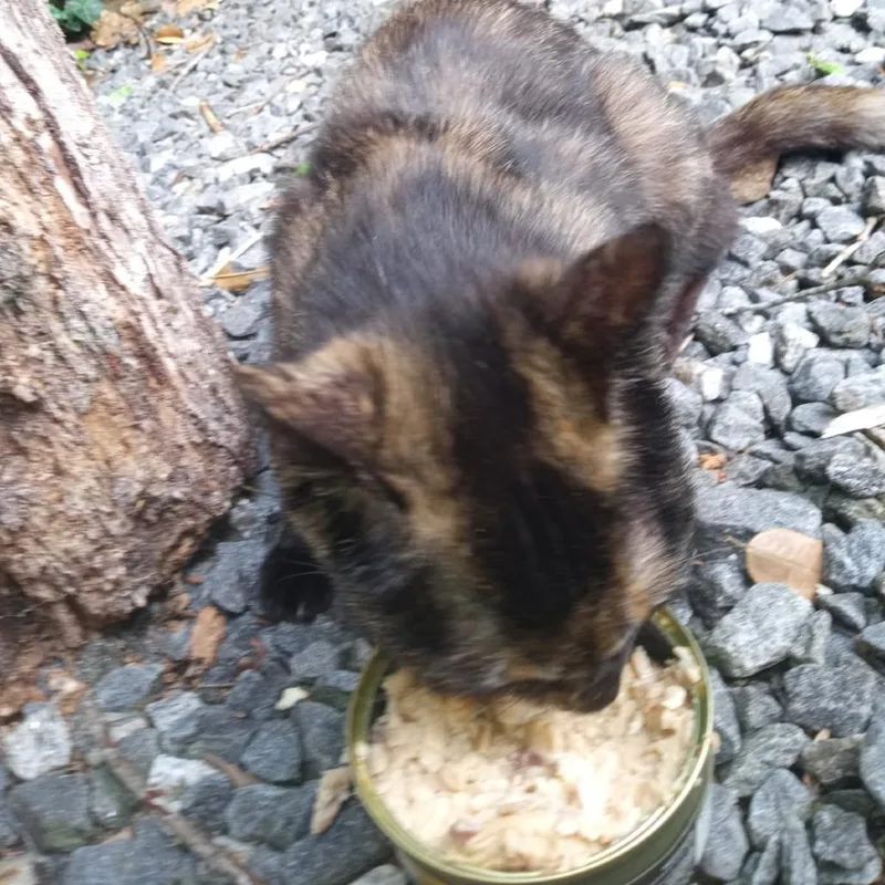 A young medium-sized female Torbie Domestic Short Hair cat named Food Critic for adoption in Asheville, NC