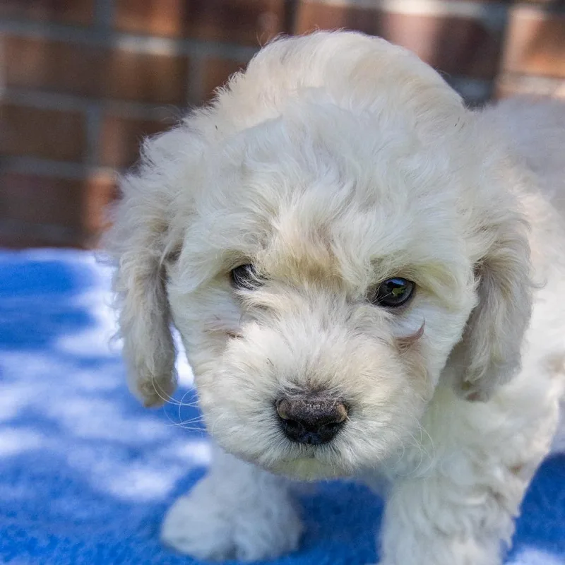 Snickers thumbnail 2