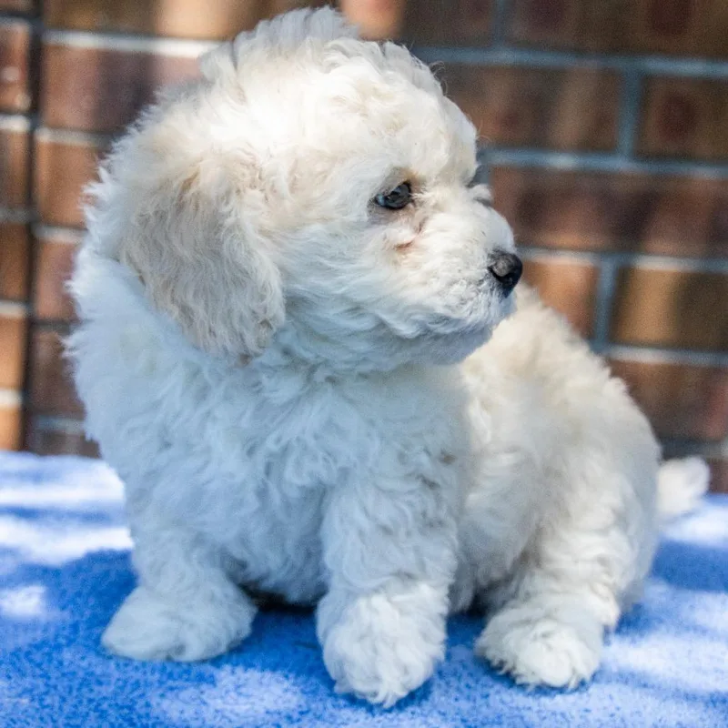 Snickers thumbnail 3