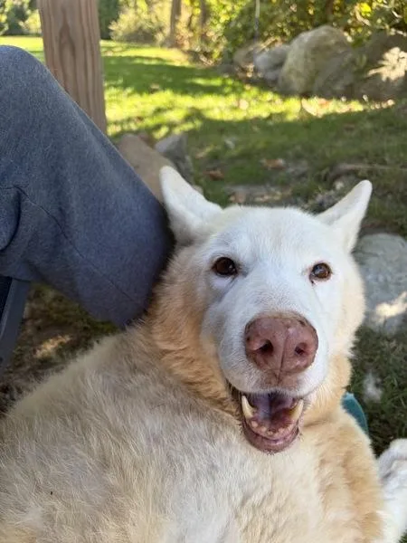 A senior large-sized female German Shepherd Dog dog named Sheba for adoption in Oakland, NJ