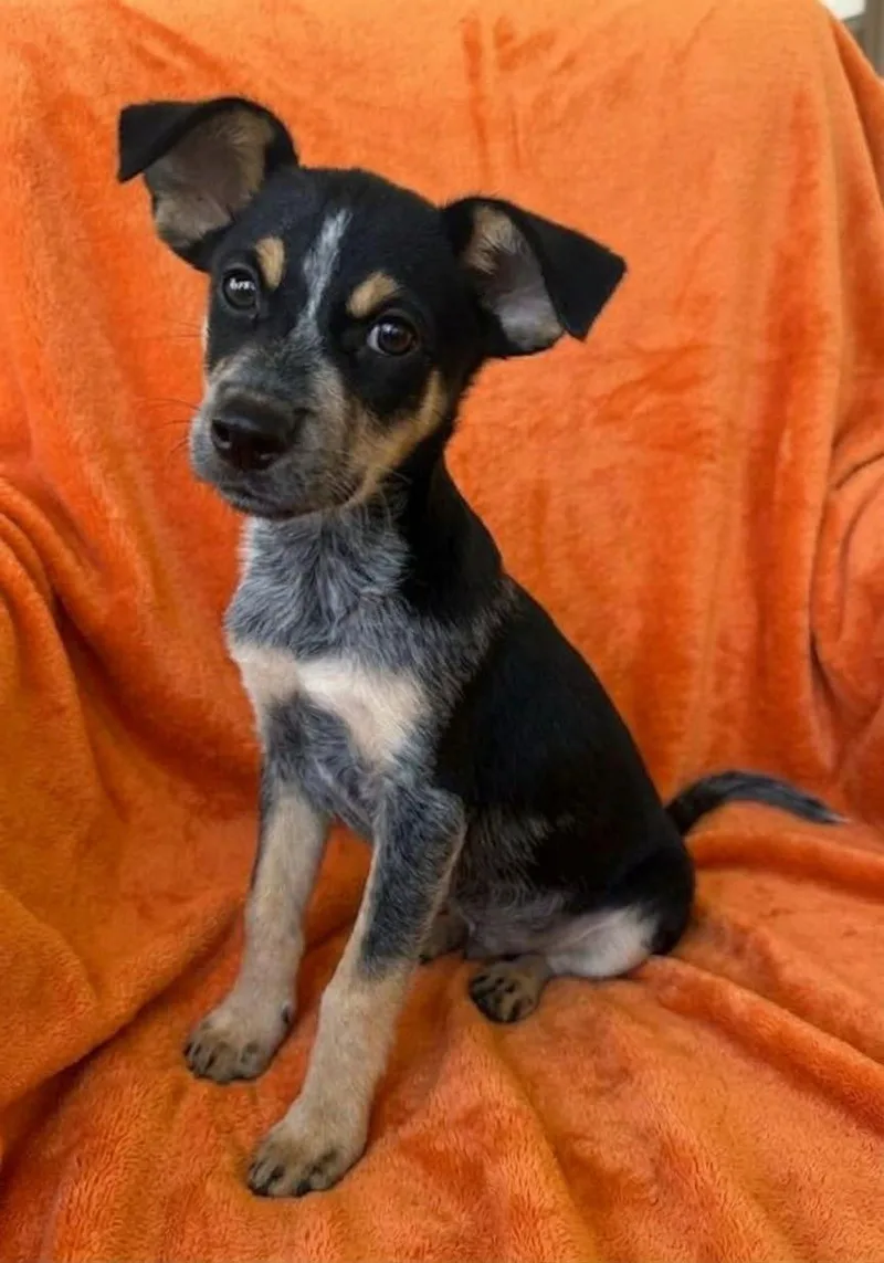 A baby medium-sized male Australian Cattle Dog / Blue Heeler dog named Shiner for adoption in North Prairie, WI