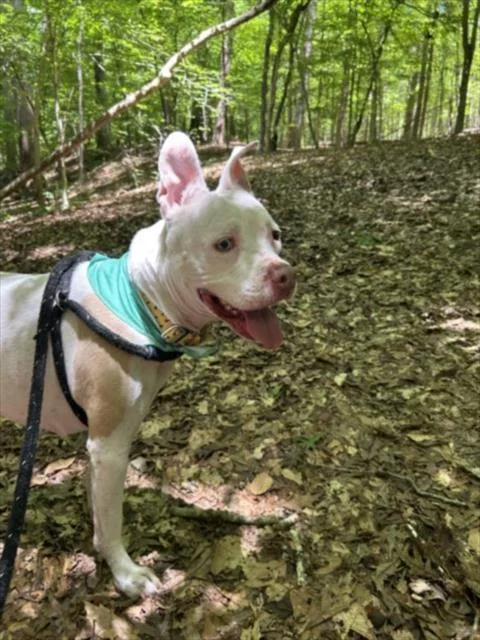 An adult medium-sized female Pit Bull Terrier dog named Bee for adoption in Chapel Hill, NC