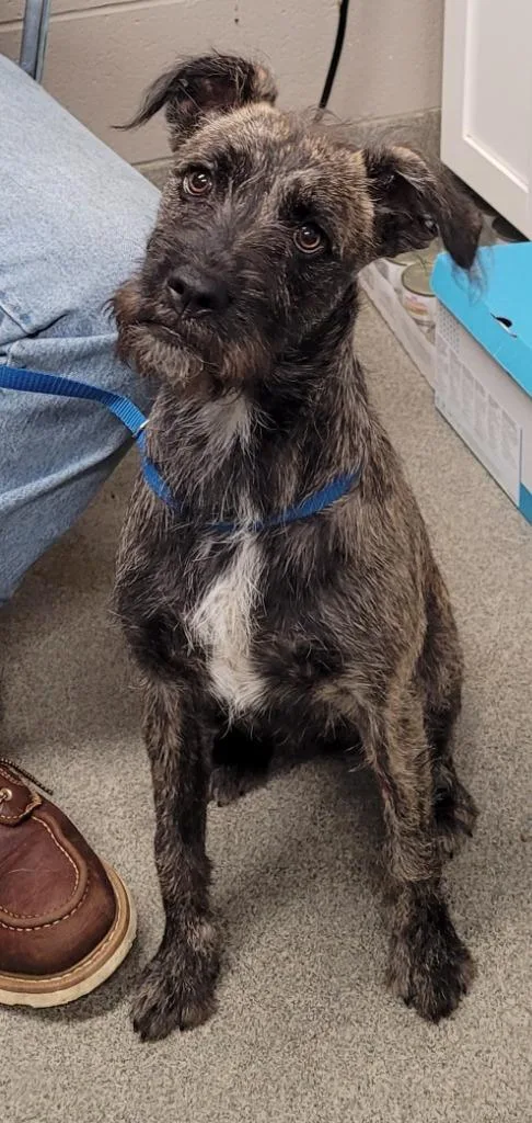 A baby large-sized male Terrier dog named Buttons for adoption in Hopkinsville, KY
