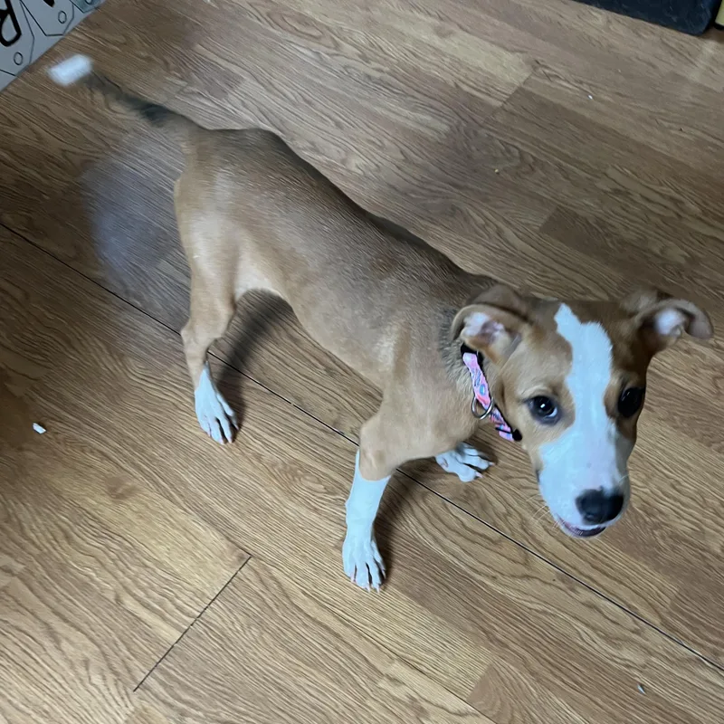 A baby medium-sized female Apricot / Beige Mixed Breed dog named Proper for adoption in Mount Pleasant, MI