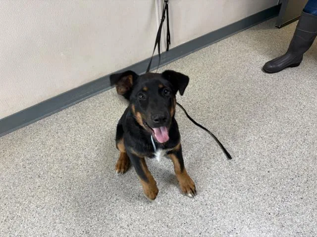 A baby small-sized male German Shepherd Dog dog named Charlie for adoption in Visalia, CA
