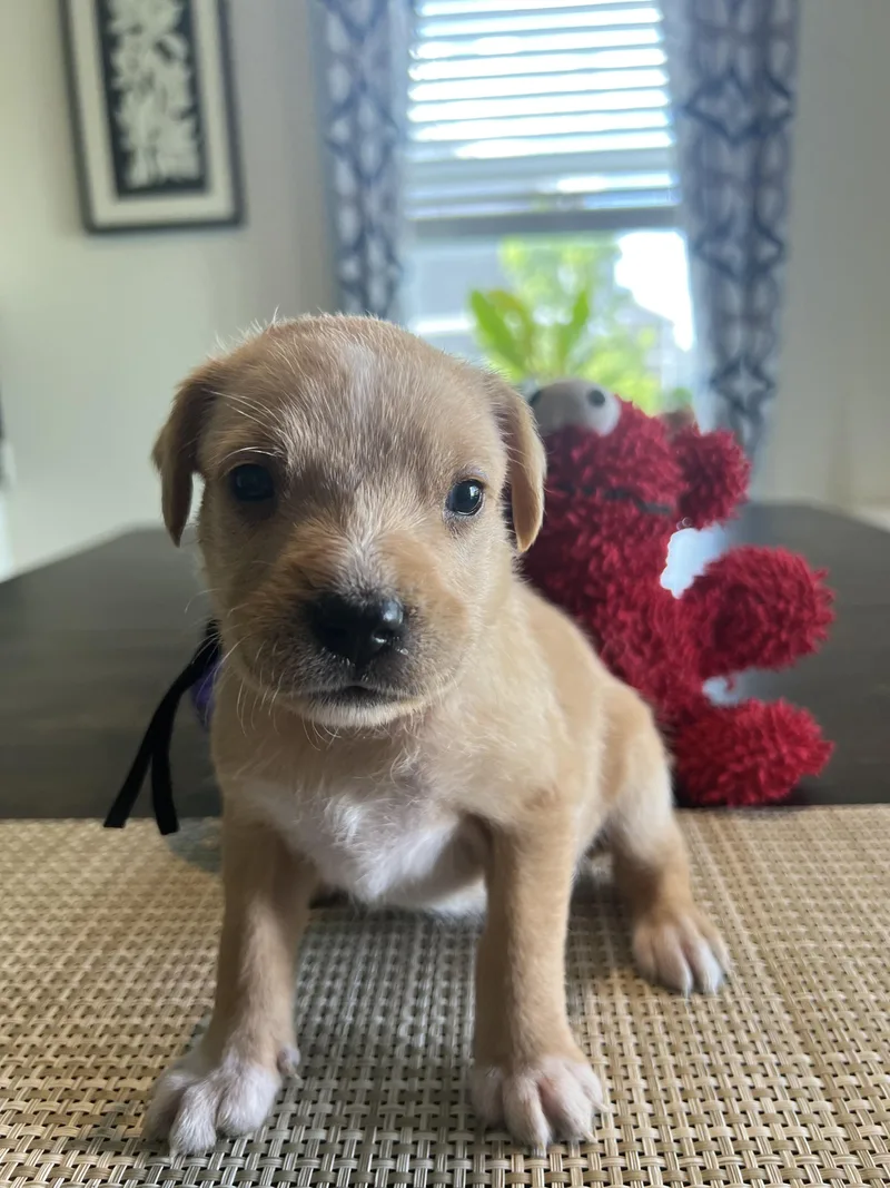 Astro