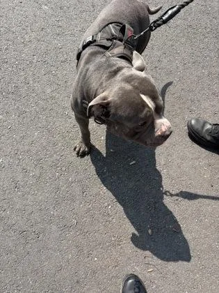 An adult medium-sized male Mixed Breed dog named Jojo for adoption in West Chester, PA