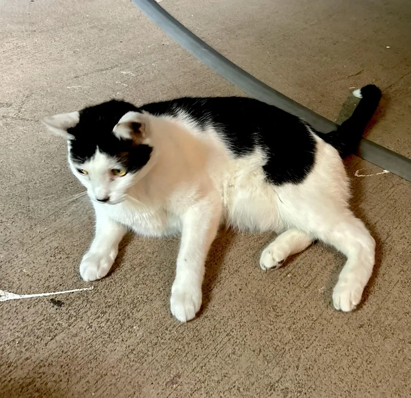 An adult medium-sized male Black & White / Tuxedo Domestic Short Hair cat named Shadowwatch Video for adoption in Port Orange, FL