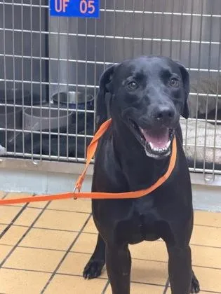 An adult medium-sized male Retriever dog named Little Man for adoption in Gainesville, FL