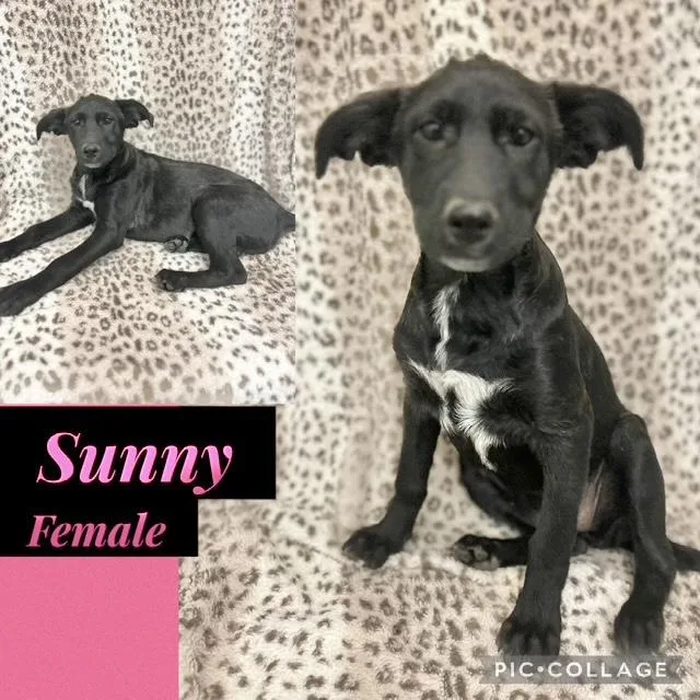 A baby medium-sized female German Shepherd Dog dog named Sunny for adoption in Manchester, CT